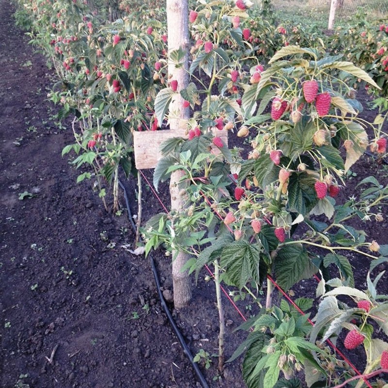 jarretière framboise