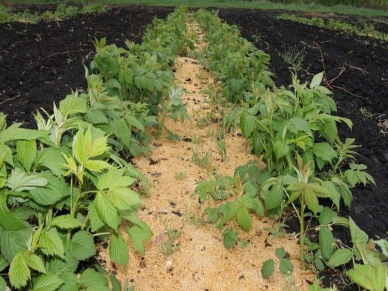 acolchado plantaciones de frambuesas