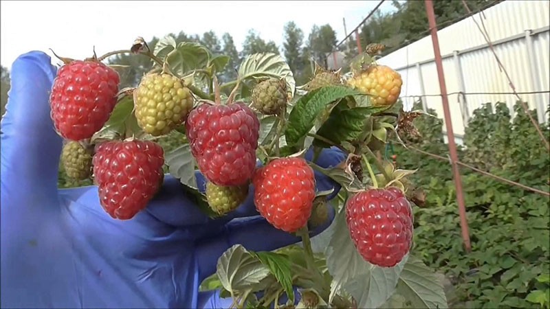 framboise à haut rendement