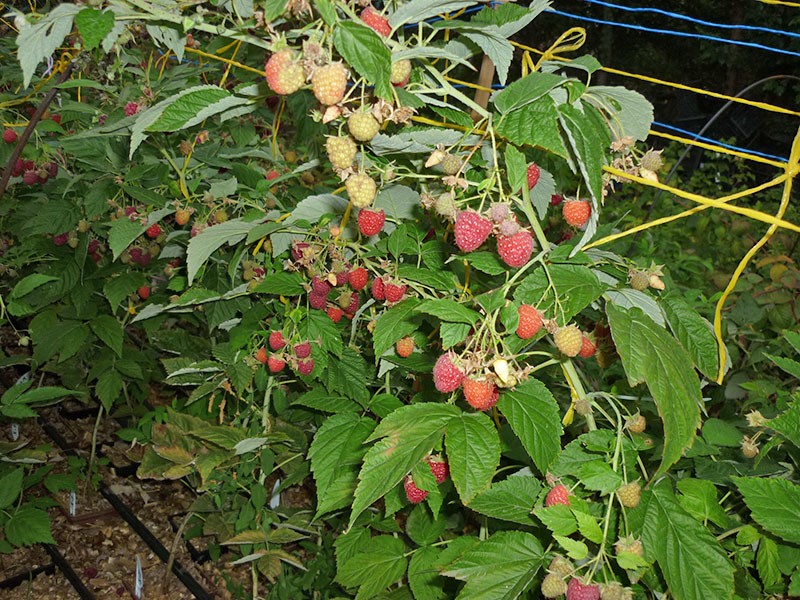 haut himbo framboise sur treillis