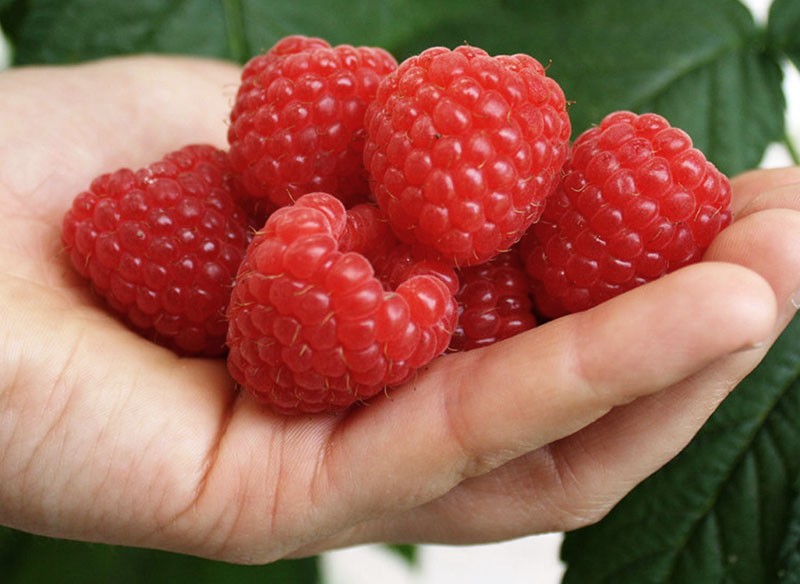 framboises sucrées