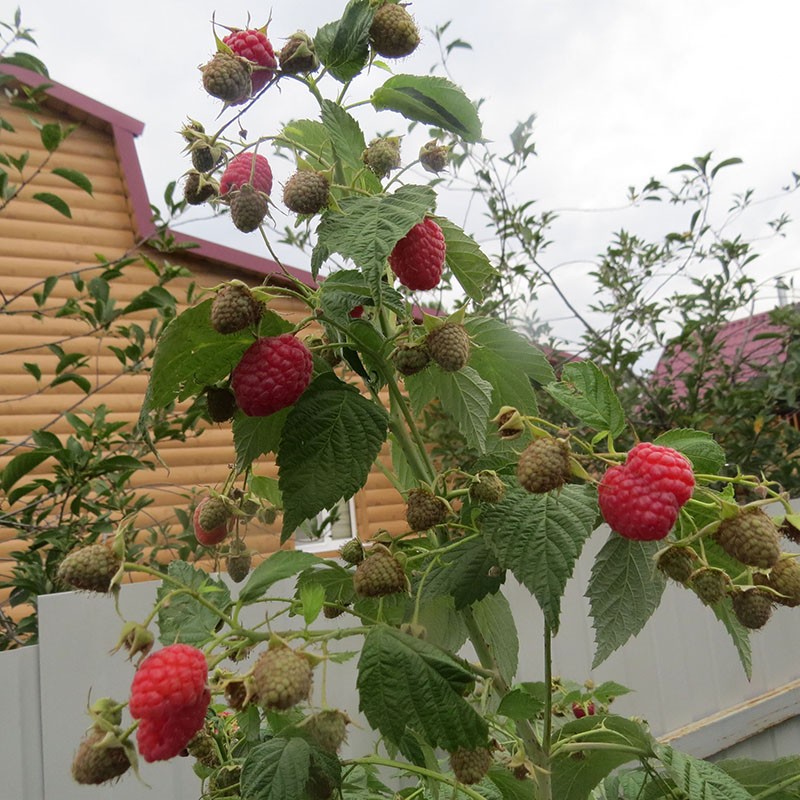 maturation des framboises