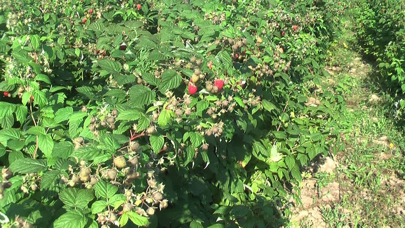 top himbo framboise sur place