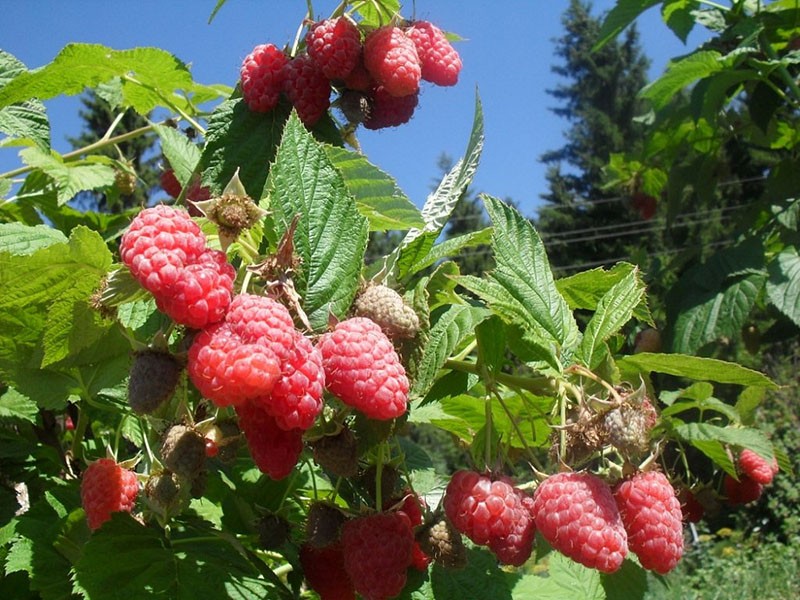 framboise à gros fruits