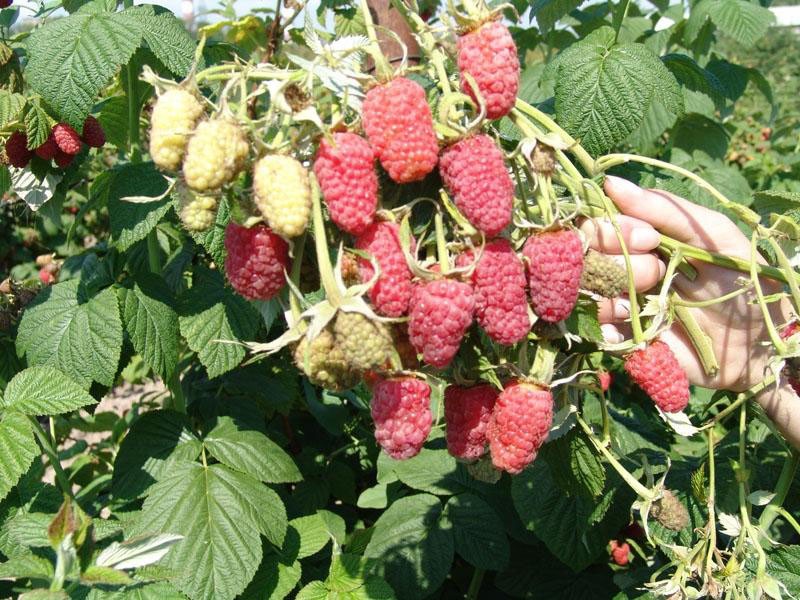 buisson puissant de variétés de framboises Krasa Rossii