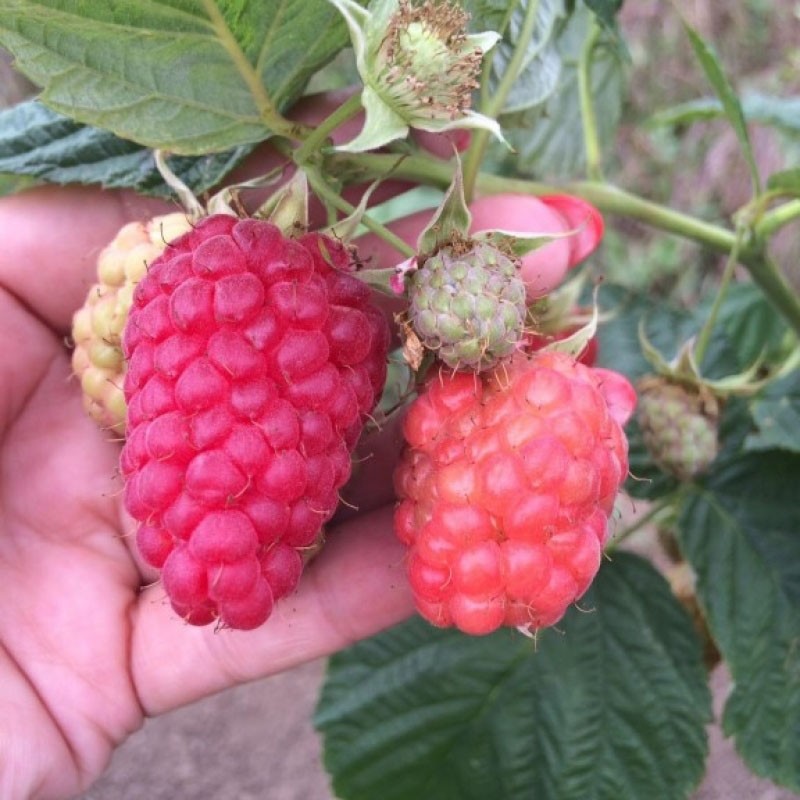 mûrit la framboise Krasa Russie
