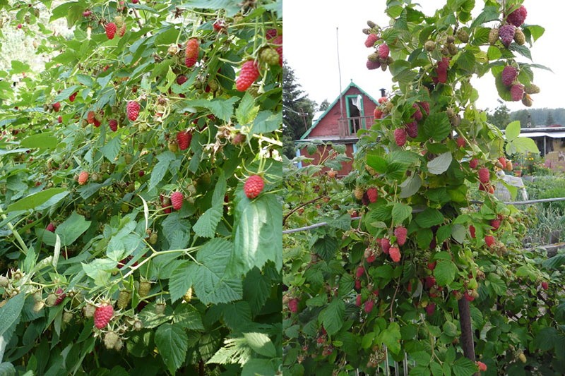 faire pousser des framboises