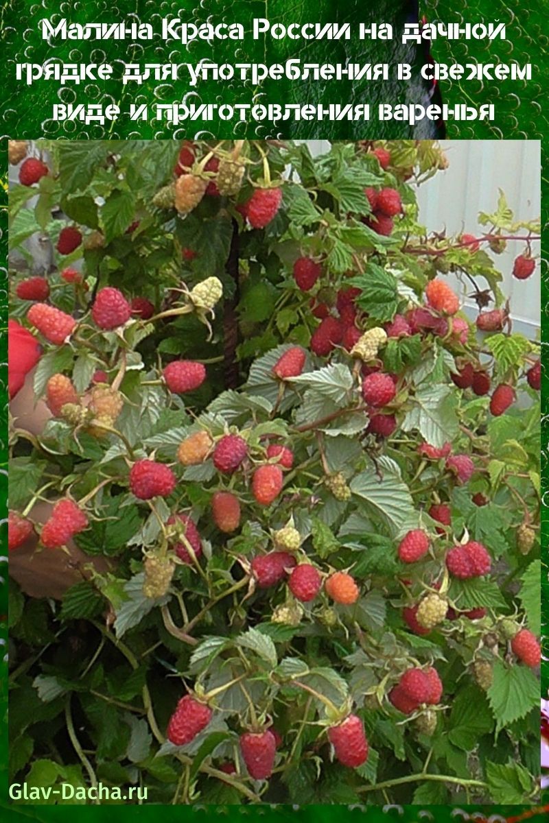 framboise Krasa Russie