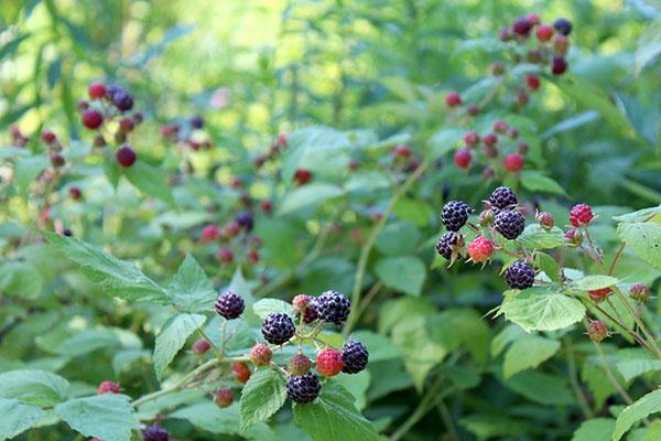 buissons luxuriants de framboise Cumberland