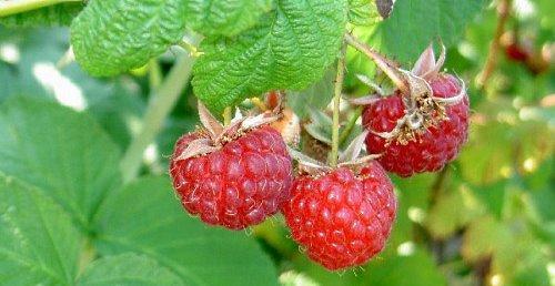 Variétés précoces de framboises communes