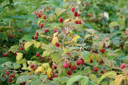 pincer les framboises