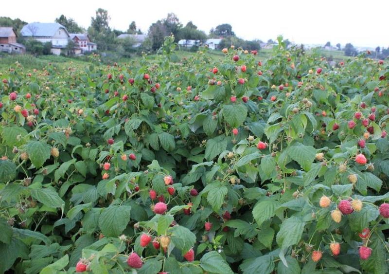 à quoi ressemble le polka bush framboisier