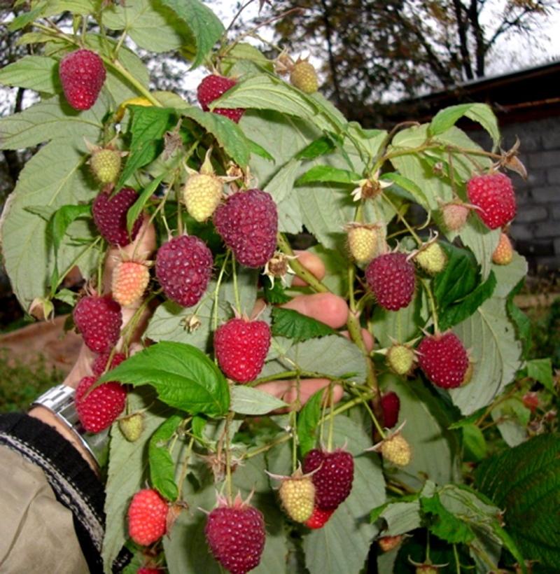 les avantages et les inconvénients de la polka à la framboise