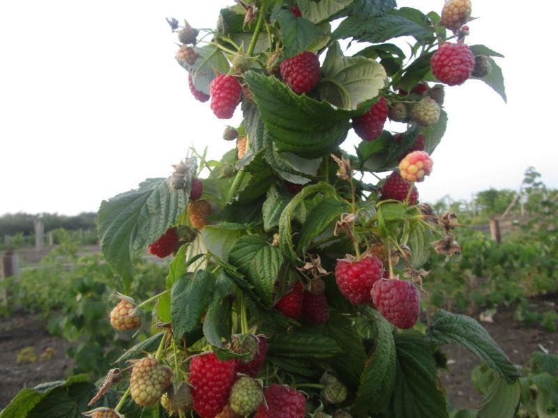 photo de description de variété de polka de framboise