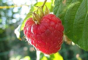 framboise remontante