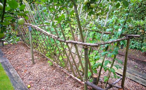 Planter des framboises dans une méthode de buisson