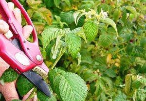 taille des framboises