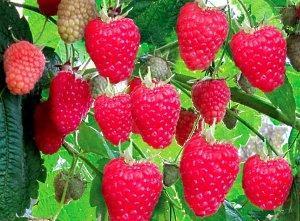 Variedad de frambuesa Atlant