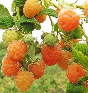Variedad de frambuesa Gigante amarillo