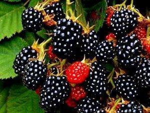 Framboises de Cumberland