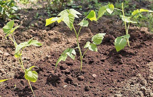 frambuesas jóvenes de la variedad Gusar