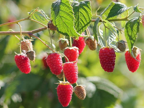 framboises de la variété Gusar