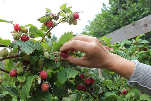 cueillir des framboises pour la liqueur