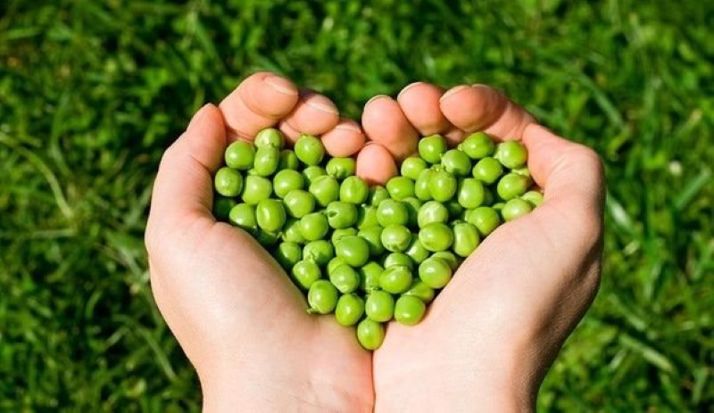 pois avantages et inconvénients pour le corps contre-indications