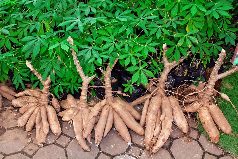 plante de manioc qu'est-ce que c'est
