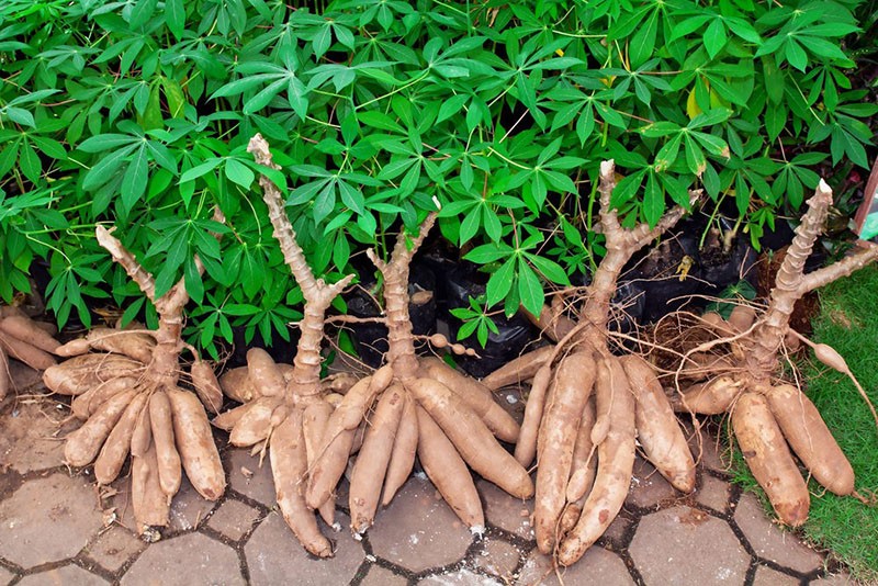 planta de mandioca que es