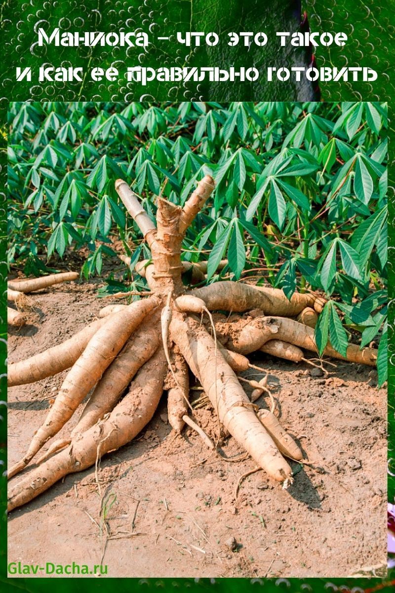 manioc qu'est-ce que c'est