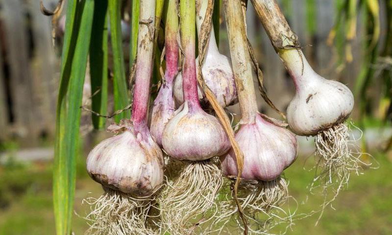 ail tout droit du jardin