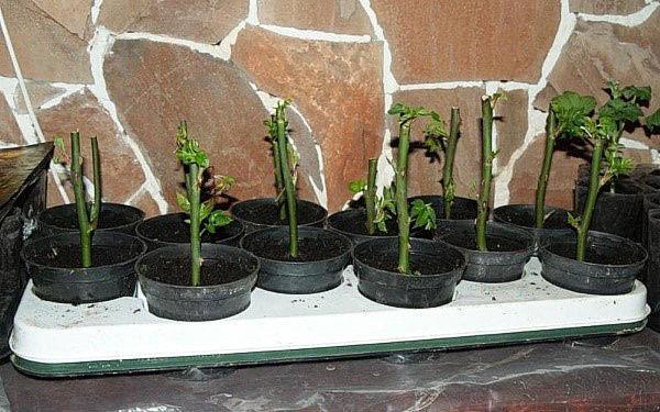 boutures de racines de roses