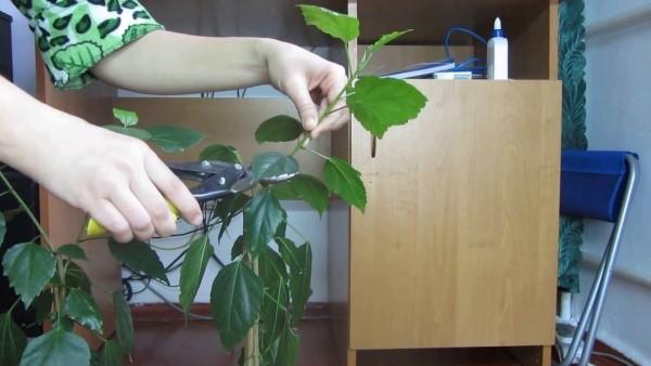 couper les plantes d'intérieur