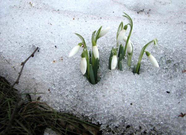 premières fleurs du printemps