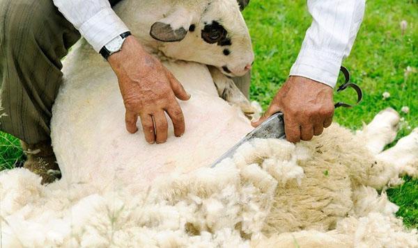 Tondre les moutons avec des ciseaux