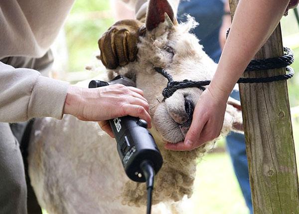 Tondre les moutons avec une machine spéciale