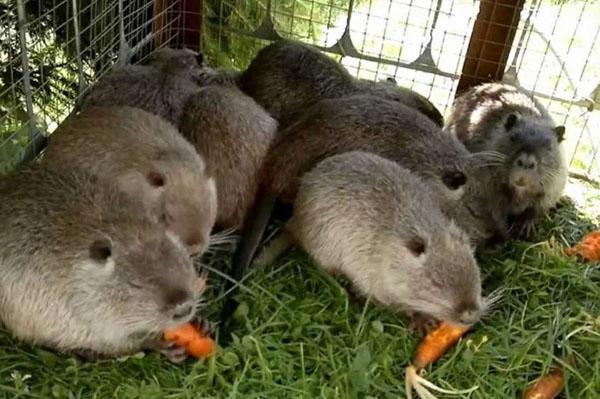 nutria comer