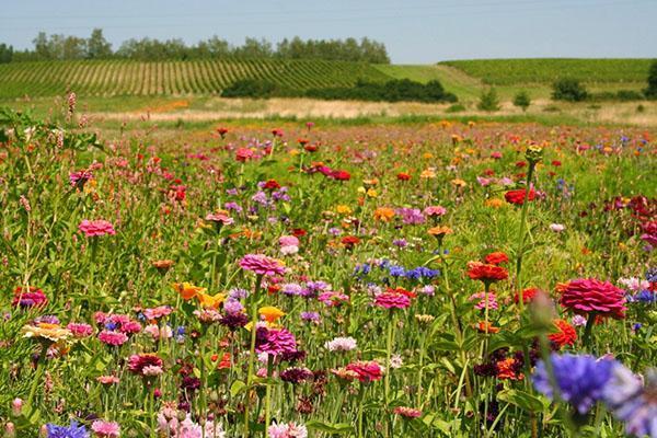 La floraison d'une prairie mauresque change tout au long de la saison