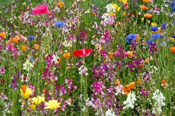 Las plantas con flores constituyen el 15% de la composición total de semillas.