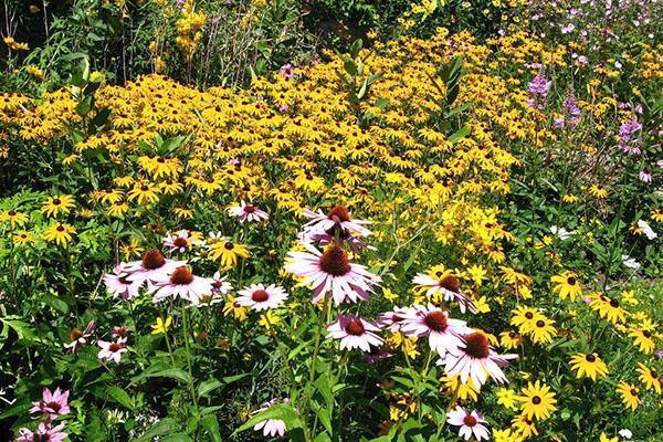 Para el césped morisco, se utilizan plantas con flores anuales y perennes.