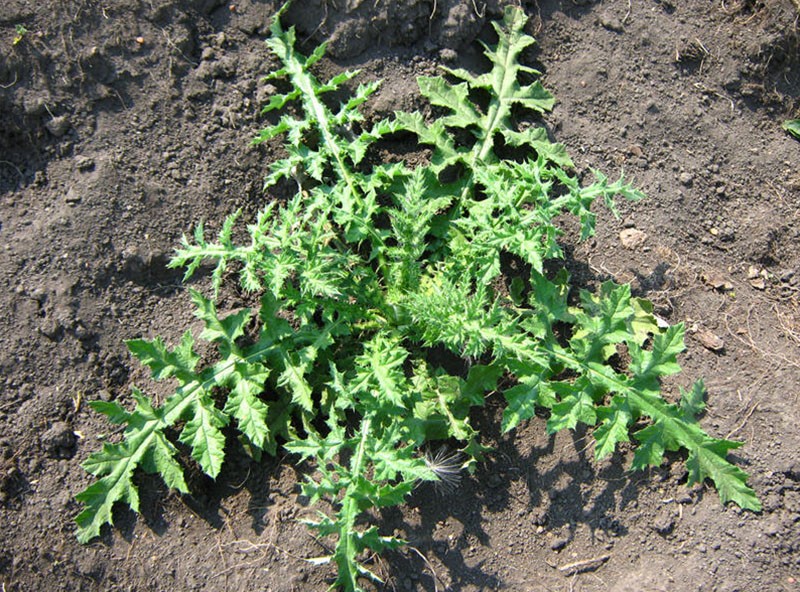 conditions de croissance de la mordovie globulaire