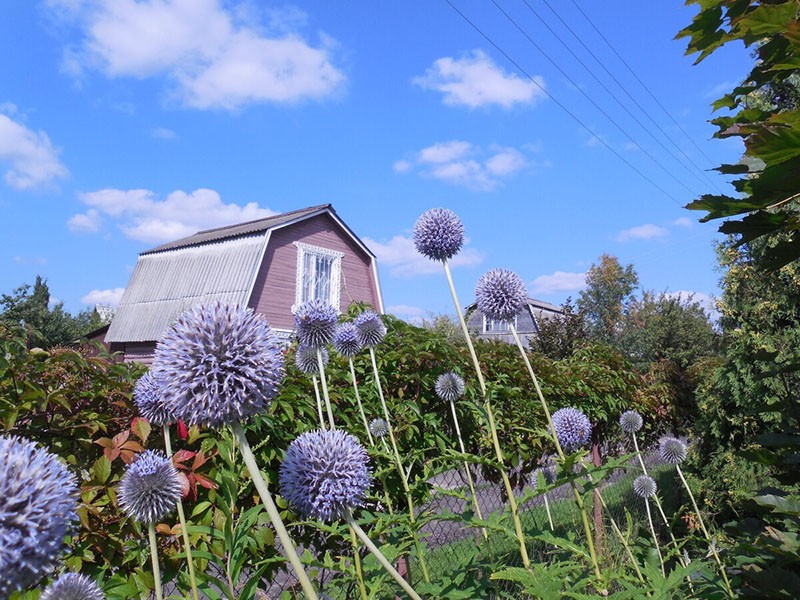 lieu de culture de la plante mellifère globulaire