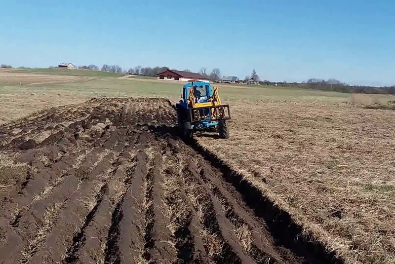 arando el campo para el mordovnik esférico