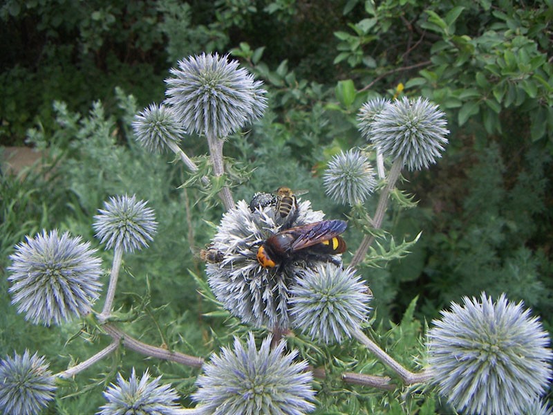 fleur de miel plante à tête sphérique mordovnik