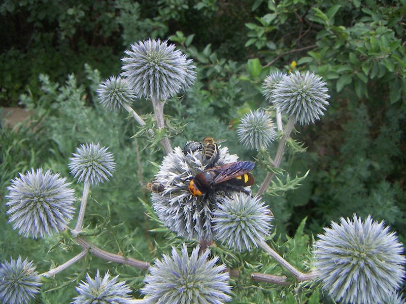 planta de miel en flor mordovnik con cabeza de bola