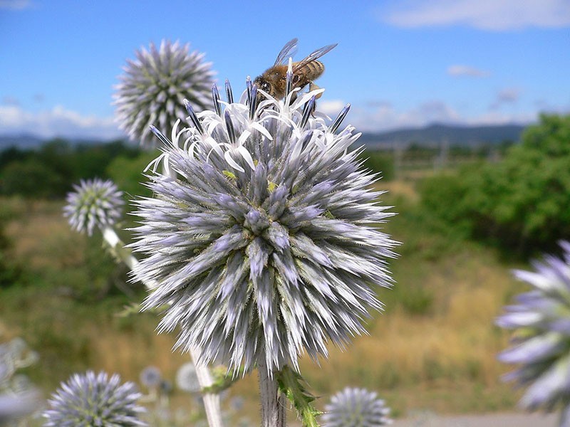 les abeilles travaillent