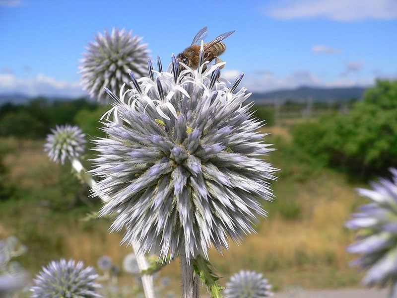 las abejas trabajan