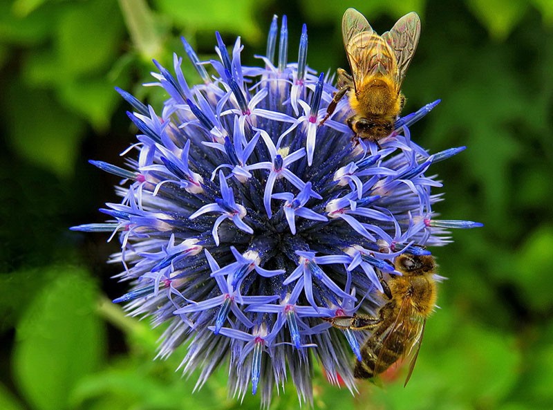 récolter du nectar