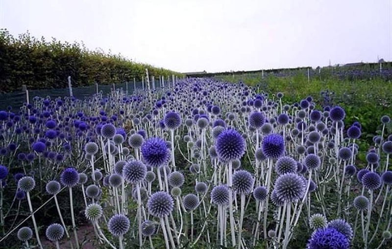 Miel à tête sphérique de Mordovnik, technique agricole de plantation